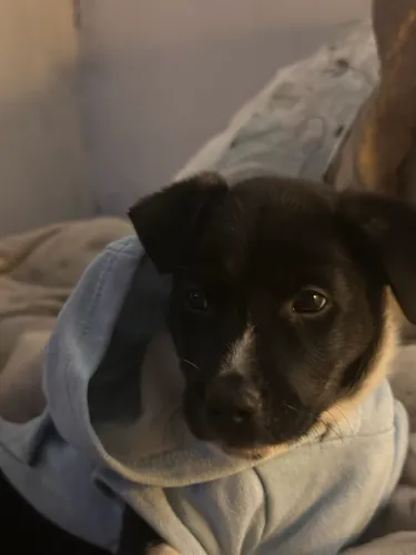 Cachorro para doação 