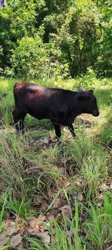 Bezerras meio sangue berdenn