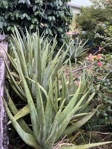 Babosa (Aloe Vera) Orgânica e Saudável 
