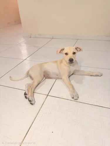 Cachorrinha para adoção 