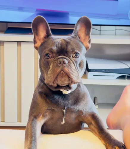 Bulldog Frances Blue disponível para cobertura 