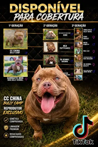 Disponível cobertura American bully