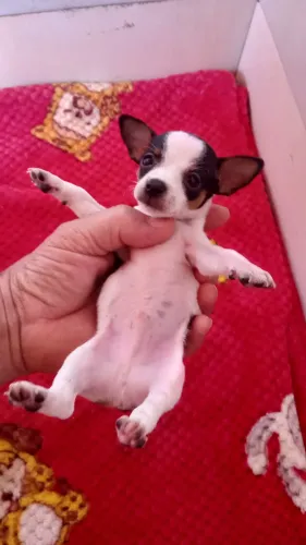 PINSCHER MACHINHO ZERINHO