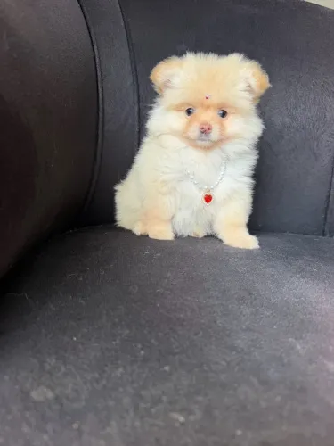 Lulu da Pomerânia MICRO fêmea