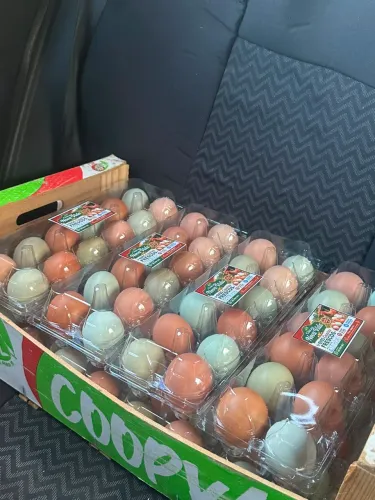 Ovos caipiras galados e para consumo