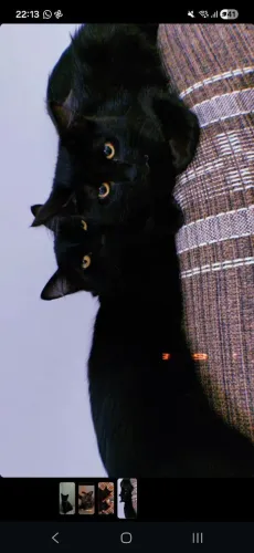 Gata fêmea 