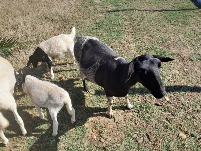 Vendo ovelha com borrego macho doper