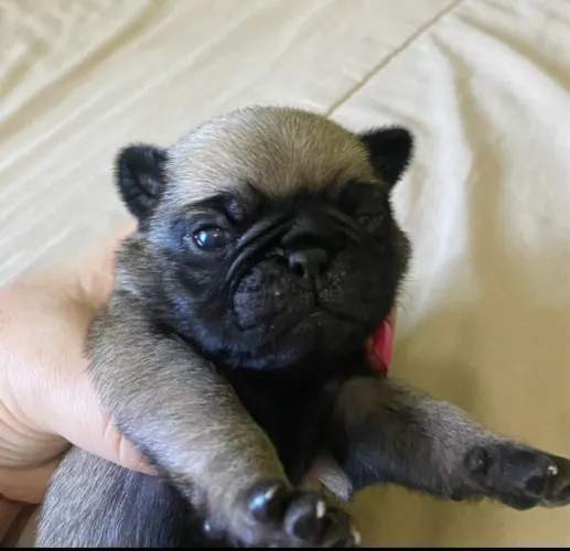 Vendo filhote de Pug