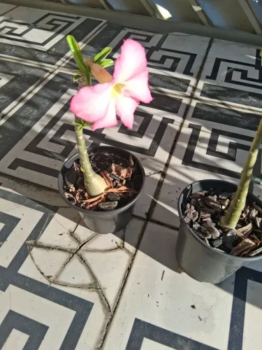 ROSA DO DESERTO