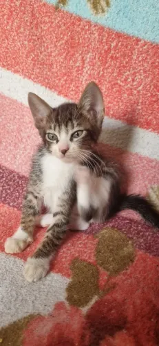 Gato 2 meses