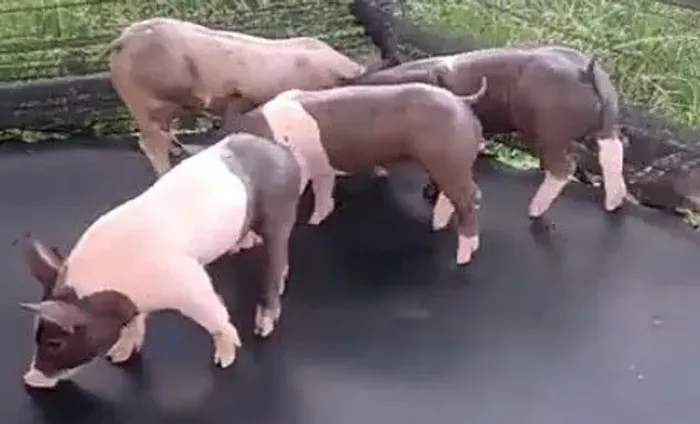 Lote de BACURINHOS de raças puras 