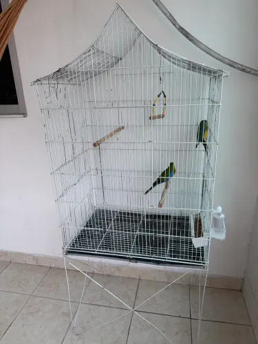 gaiola 