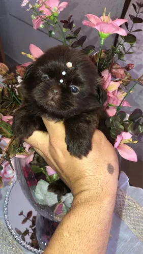 Fêmea de Shih tzu Chocolate sólido
