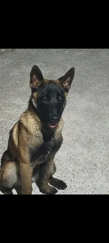 Pastor belga malinois. Cachorro inteligente ?
