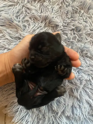 Shih tzu Fêmea ?