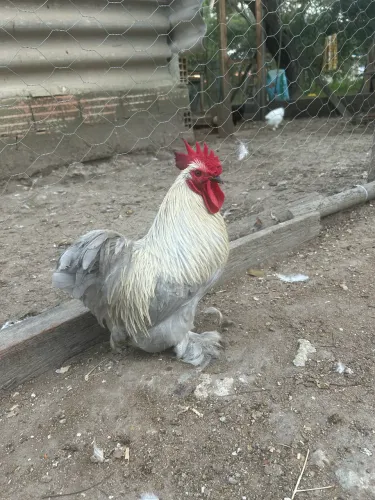 Galo mini cochin lavanda