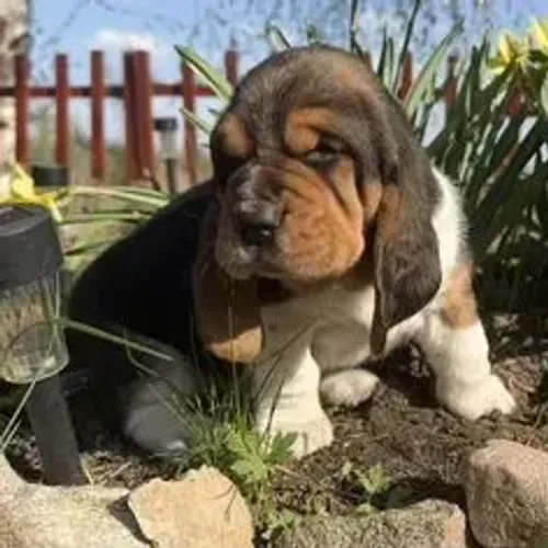 Basset Hound,Basset Hound Filhote Vacinado com Procedência e Muito Carinho