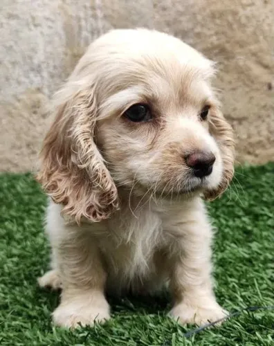 Cocker spaniel filhote