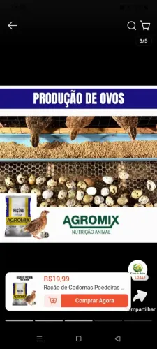 Ração pra postura codornas