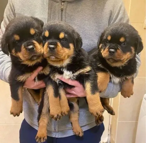 Filhote de Rottweiler o filhote que une presença e carinho