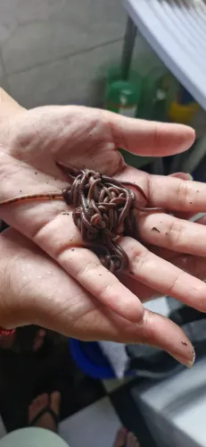 MINHOCAS PARA PESCA E MINHOCÁRIO