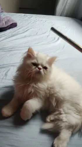 Persas legítimos Branco de olhos yellow PROMOÇÃO DE CARNAVAL. Entrega imediata.