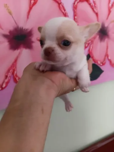Chihuahua Macho Pelo Curto, Linhagem Russa em 10x no Cartão.