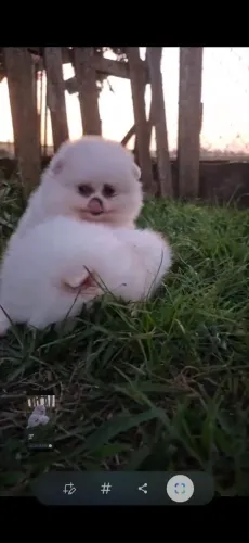 Lulu da Pomerânia / Spitz