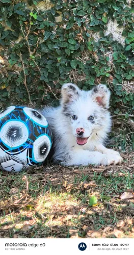 Border collie exótico (Macho)