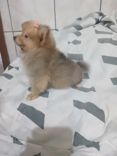 Lulu da Pomerânia fêmea