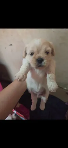 Cachorro Shitzu 