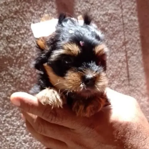 Yorkshire filhote lindo e docil