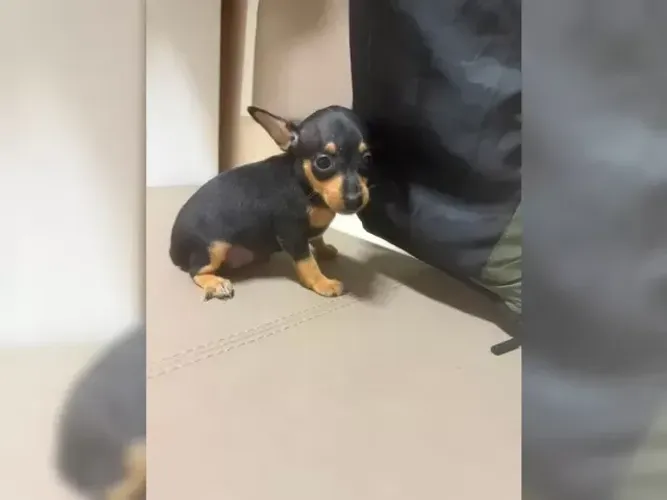 Neném Pinscher/Pincher Esperto e Ativo Macho e Fêmea Vacinados SP