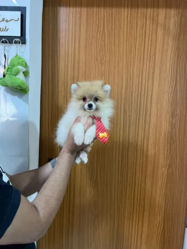 Lulu da pomerania canil legalizado