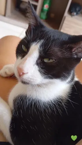 Doação de gatos 