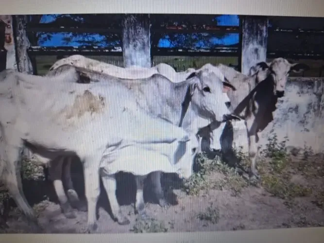 5 bezerros garrotes nelore