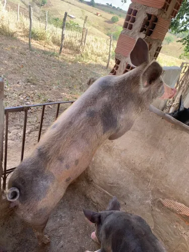 Vendo 2 leitoa e 4 bacurinho