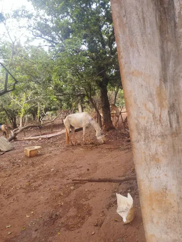 Vende se égua 2 anos pra gambira ou 2000 reais só está um pouco magra e com esse machucado
