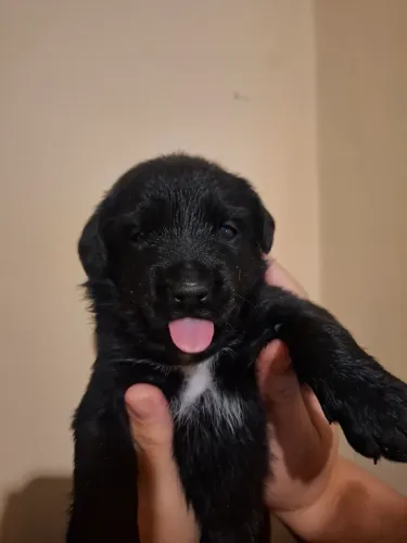 Doação filhotes de cachorro