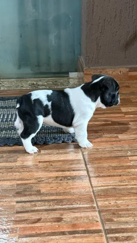 Vende-se filhotes de buldogue francês