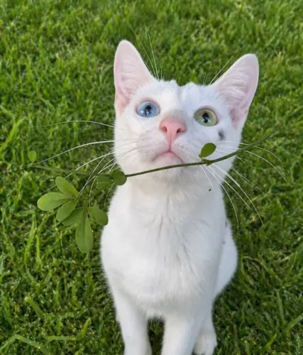 Gatinho Branquinho Heterocromia 4 meses LINDÃO
