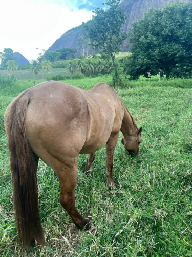 Égua Quarto de Milha