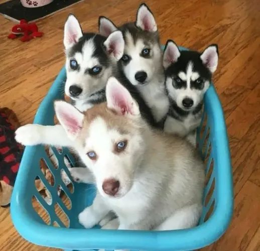Filhotes de Husky Siberiano | Muito charme em um só filhote.