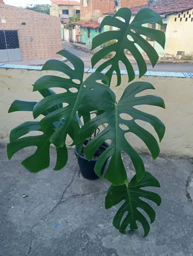 Plantas Naturais