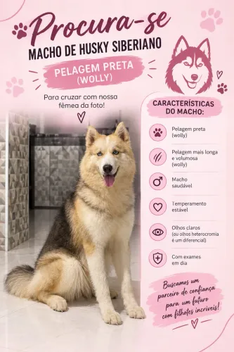 Procura-se husky macho pra cruzar