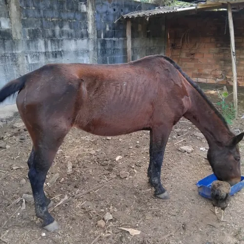 Vendo Egua
