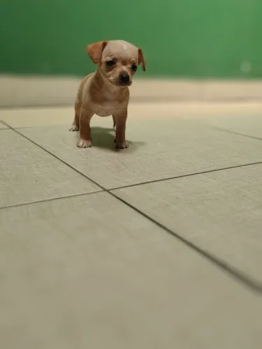 Pinscher mini