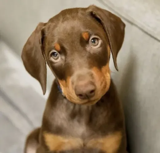 Doberman Filhotes