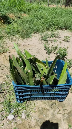 Vendo mudas de Pitaya 
