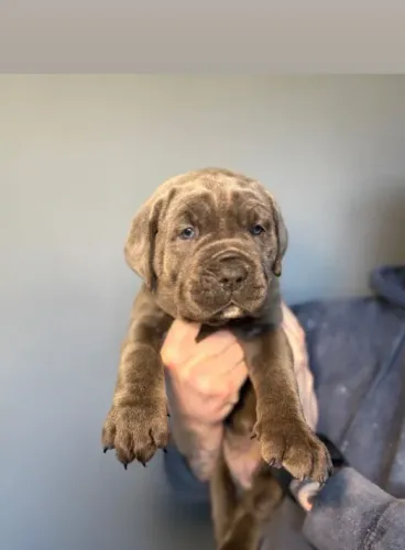 Cane Corso | Filhote Vacinado e Vermifugado